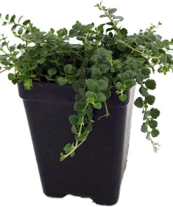 Tiny Blue Veronica Speedwell Live Plant – 2.5