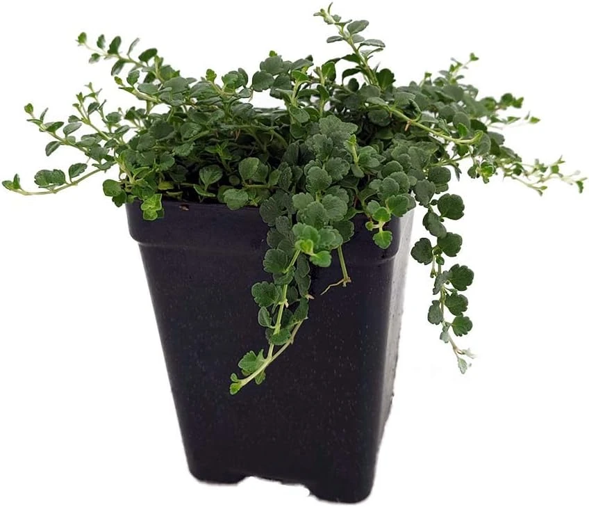 Tiny Blue Veronica Speedwell Live Plant – 2.5" Pot – Groundcover for Gardens - Image 1