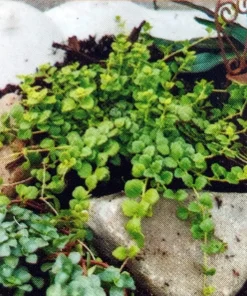 Tiny Blue Veronica Speedwell Live Plant – 2.5" Pot – Groundcover for Gardens - Image 2