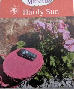 Tiny Pink Geranium Live Plant – 2.5
