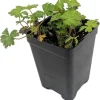 Tiny Pink Geranium Live Plant – 2.5" Pot – Fairy Garden Plant – Outdoor/Indoor - Image 1