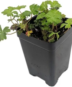 Tiny Pink Geranium Live Plant – 2.5