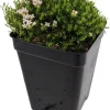 Tiny Sicilian Sweet Woodruff Perennial Plant – Asperula gussonii – 2.5" Pot - Image 1