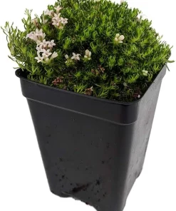 Tiny Sicilian Sweet Woodruff Perennial Plant – Asperula gussonii – 2.5