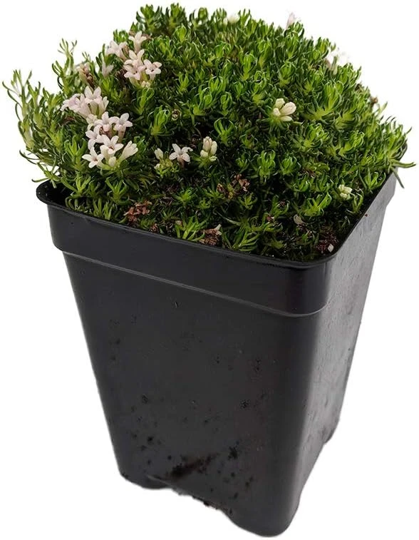 Tiny Sicilian Sweet Woodruff Perennial Plant – Asperula gussonii – 2.5" Pot - Image 1