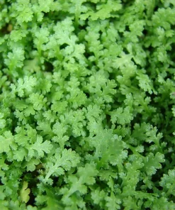 Tiny Tim Fairy Fern Live Plant – Leptinella – 2.5" Pot – Terrarium & Houseplant - Image 2