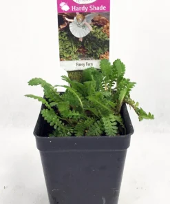 Tiny Tim Fairy Fern Live Plant – Leptinella – 2.5