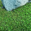 Tiny Tim Fairy Fern Live Plant – Leptinella – 2.5" Pot – Terrarium & Houseplant - Image 1