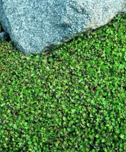 Tiny Tim Fairy Fern Live Plant – Leptinella – 2.5