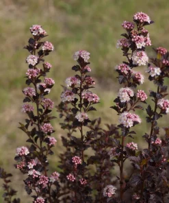 Tiny Wine Ninebark Live Shrub – Physocarpus – 4 inch Pot – Outdoor Perennial - Image 2