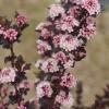 Tiny Wine Ninebark Live Shrub – Physocarpus – 4 inch Pot – Outdoor Perennial - Image 1