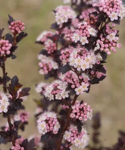 Tiny Wine Ninebark Live Shrub – Physocarpus – 4 inch Pot – Outdoor Perennial - Image 1