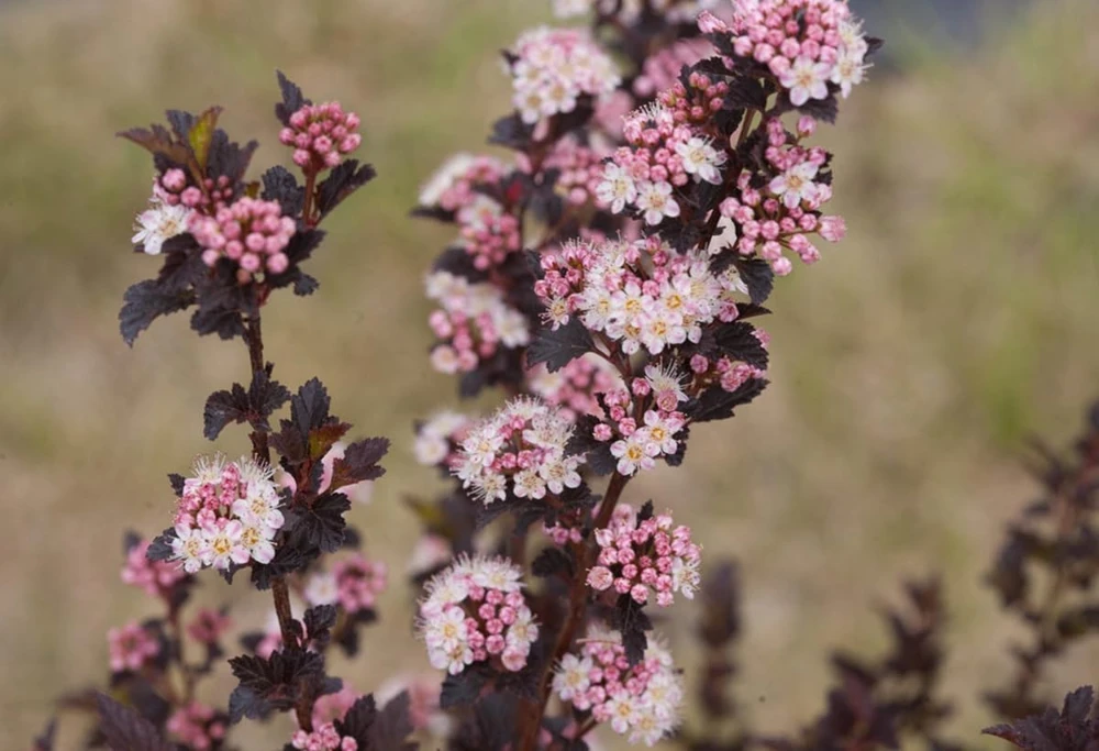 Tiny Wine Ninebark Live Shrub – Physocarpus – 4 inch Pot – Outdoor Perennial - Image 1