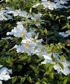 Toki Clematis Live Plant – Huge Snow White Flowers – 2.5" Pot – Outdoor Vine - Image 2