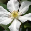 Toki Clematis Live Plant – Huge Snow White Flowers – 2.5" Pot – Outdoor Vine - Image 1