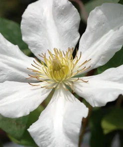 Toki Clematis Live Plant – Huge Snow White Flowers – 2.5