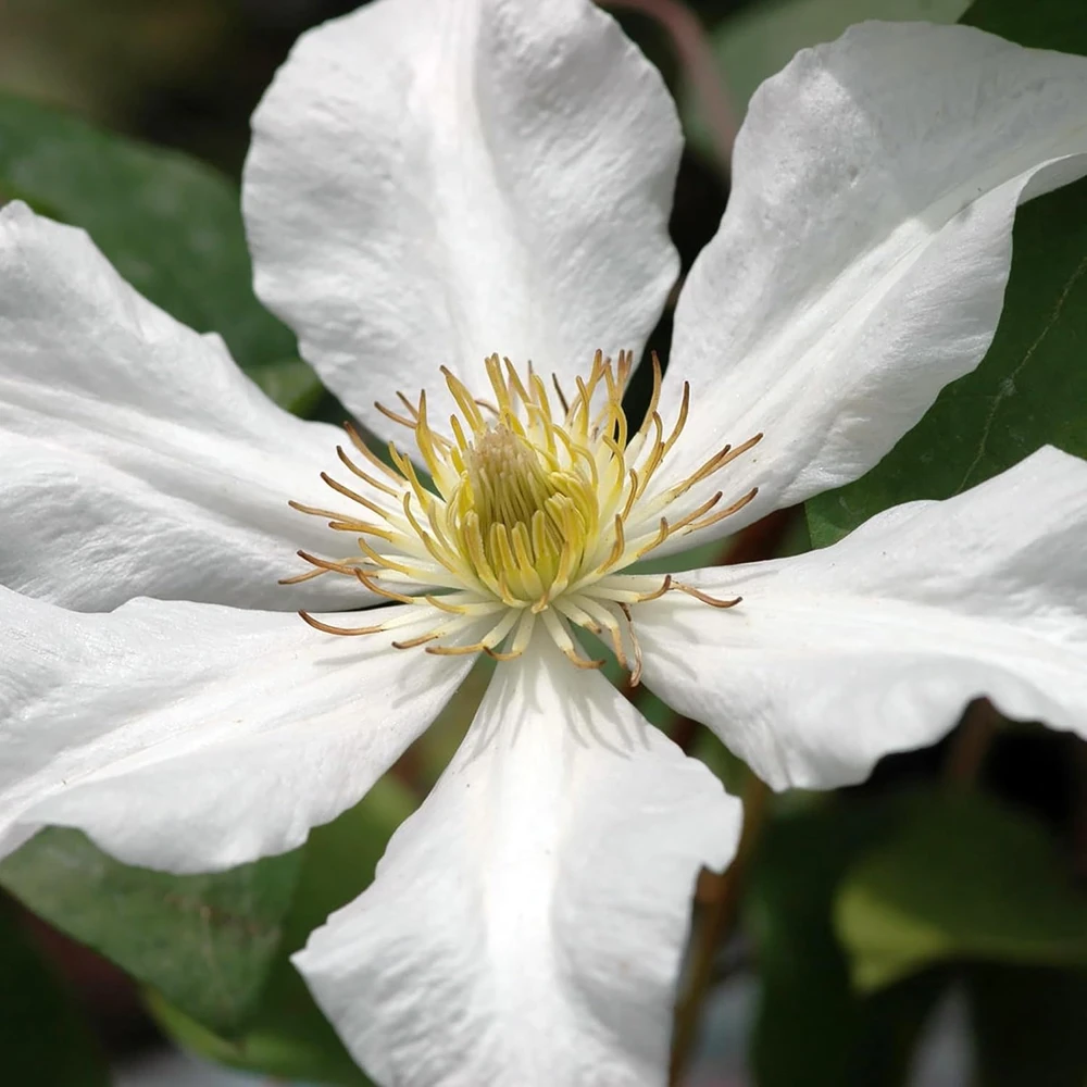 Toki Clematis Live Plant – Huge Snow White Flowers – 2.5" Pot – Outdoor Vine - Image 1