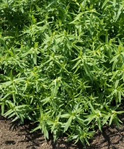 Tolergon Tarragon Live Plant - 3 inch Pot - Hardy Culinary Herb - Image 2