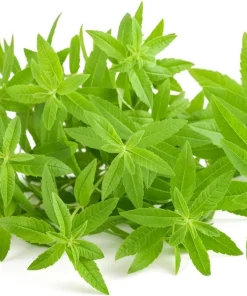 Tolergon Tarragon Live Plant - 3 inch Pot - Hardy Culinary Herb - Image 3