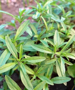 Tolergon Tarragon Live Plant - 3 inch Pot - Hardy Culinary Herb - Image 4
