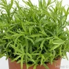 Tolergon Tarragon Live Plant - 3 inch Pot - Hardy Culinary Herb - Image 1