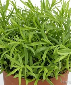 Tolergon Tarragon Live Plant - 3 inch Pot - Hardy Culinary Herb - Image 1