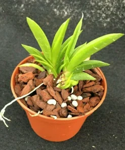 Tolumnia Popoki 'Mitzi' Miniature Oncidium Orchid Live Plant in 2.5