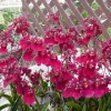 Tolumnia Popoki 'Mitzi' Miniature Oncidium Orchid Live Plant in 2.5" Pot - Image 1