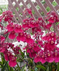 Tolumnia Popoki 'Mitzi' Miniature Oncidium Orchid Live Plant in 2.5