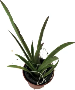 Tolumnia Tiny Dancer Miniature Orchid Plant – 2" Pot – Easy Grow Houseplant - Image 2