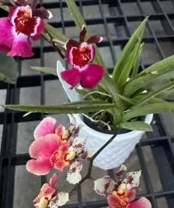 Tolumnia Tiny Dancer Miniature Orchid Plant – 2