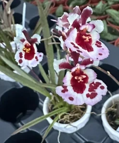 Tolumnia Tiny Dancer Miniature Orchid Plant – 2
