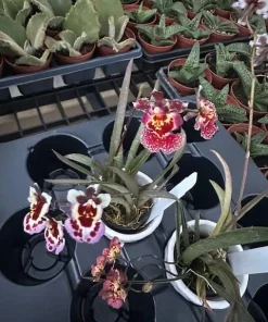 Tolumnia Tiny Dancer Miniature Orchid Plant – 2