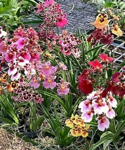 Tolumnia Tiny Dancer Miniature Orchid Plant – 2
