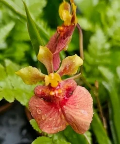 Tolumnia Tiny Dancer Miniature Orchid Plant – 2