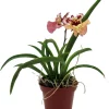 Tolumnia Tiny Dancer Miniature Orchid Plant – 2" Pot – Easy Grow Houseplant - Image 1