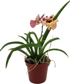 Tolumnia Tiny Dancer Miniature Orchid Plant – 2