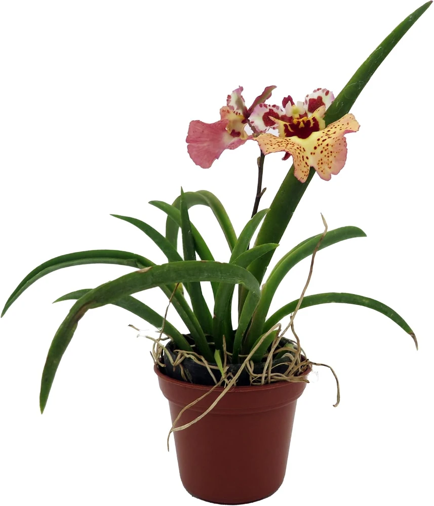 Tolumnia Tiny Dancer Miniature Orchid Plant – 2" Pot – Easy Grow Houseplant - Image 1