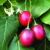 Tomatillo Tree Live Plant – 1 Gallon Pot – 12-14 inches Tall – Fruit Bearing - Image 1