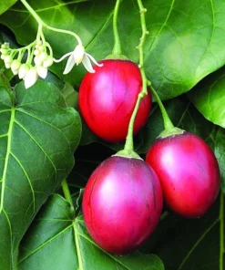 Tomatillo Tree Live Plant – 1 Gallon Pot – 12-14 inches Tall – Fruit Bearing - Image 1