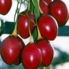 Tomatillo Tree Live Plant – 4" Pot, 4-8" Tall – Fruit Bearing Garden Plant - Image 1