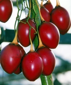 Tomatillo Tree Live Plant – 4
