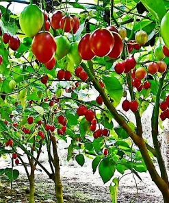 Tomatillo Tree Live Plant – 4