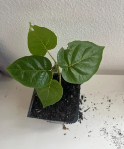 Tomatillo Tree Live Plant – 4