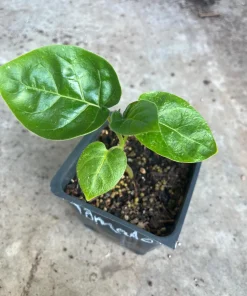 Tomatillo Tree Live Plant – 4