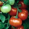 Tomato Seeds – 45 Seeds – Large Red Meaty F1 Hybrid Fruit – Pole Variety - Image 1