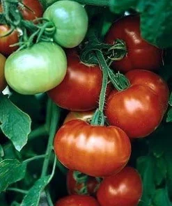 Tomato Seeds – 45 Seeds – Large Red Meaty F1 Hybrid Fruit – Pole Variety - Image 1
