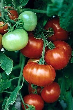 Tomato Seeds – 45 Seeds – Large Red Meaty F1 Hybrid Fruit – Pole Variety - Image 1