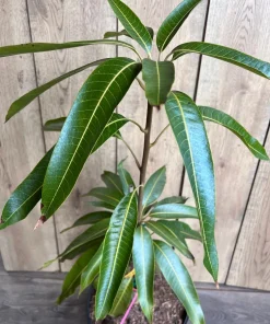 Tommy Atkins Mango Tree. grafted in 3 gallons pot, No Ship to CA and HI - Image 2