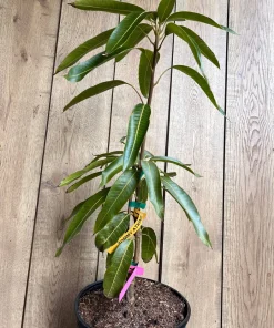 Tommy Atkins Mango Tree. grafted in 3 gallons pot, No Ship to CA and HI - Image 3
